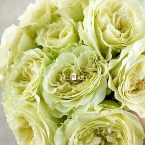 Rosa Garden Mayra White