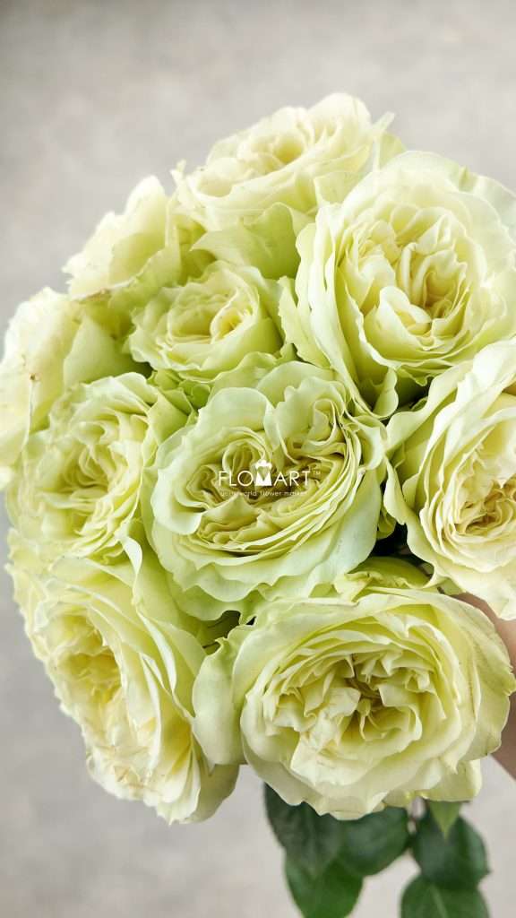 Rosa Garden Mayra White