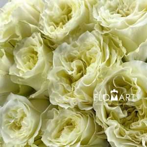 Rosa Garden Mayra White - Image 2