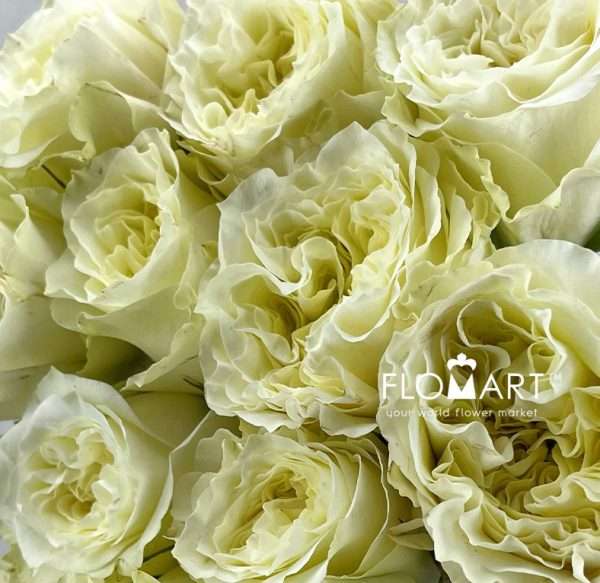 Rosa Garden Mayra White
