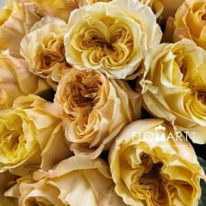 Rosa Garden Merlin - Image 2