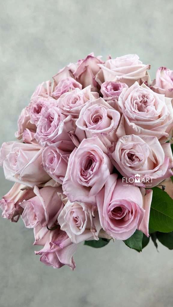Rosa Garden Pink O Hara