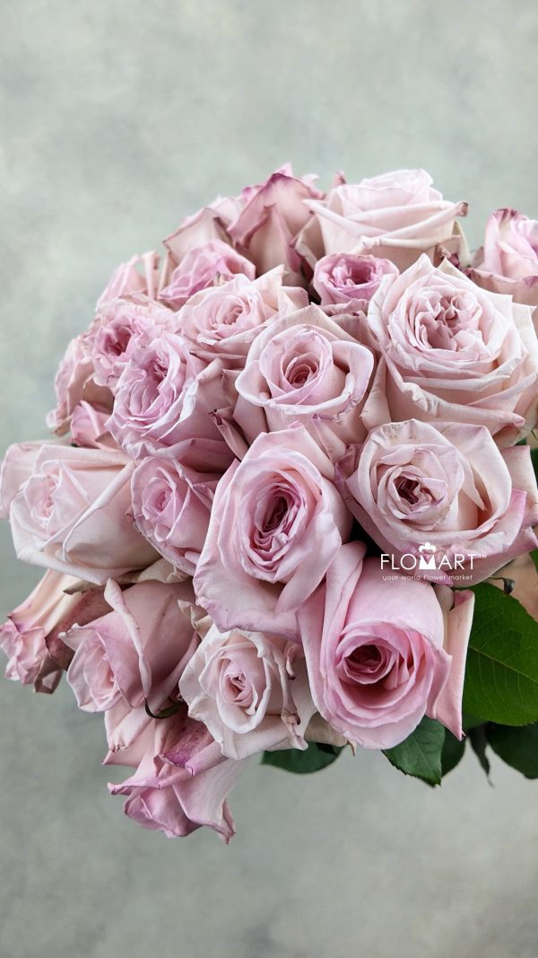Rosa Garden Pink O_Hara Rosa Garden Pink O Hara