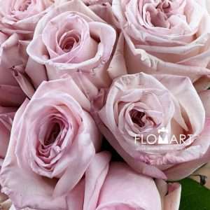 Rosa Garden Pink O Hara - Image 2