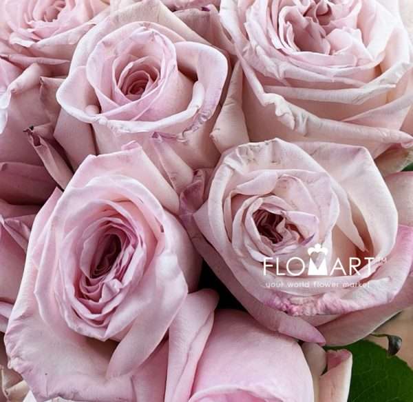 Rosa Garden Pink O Hara