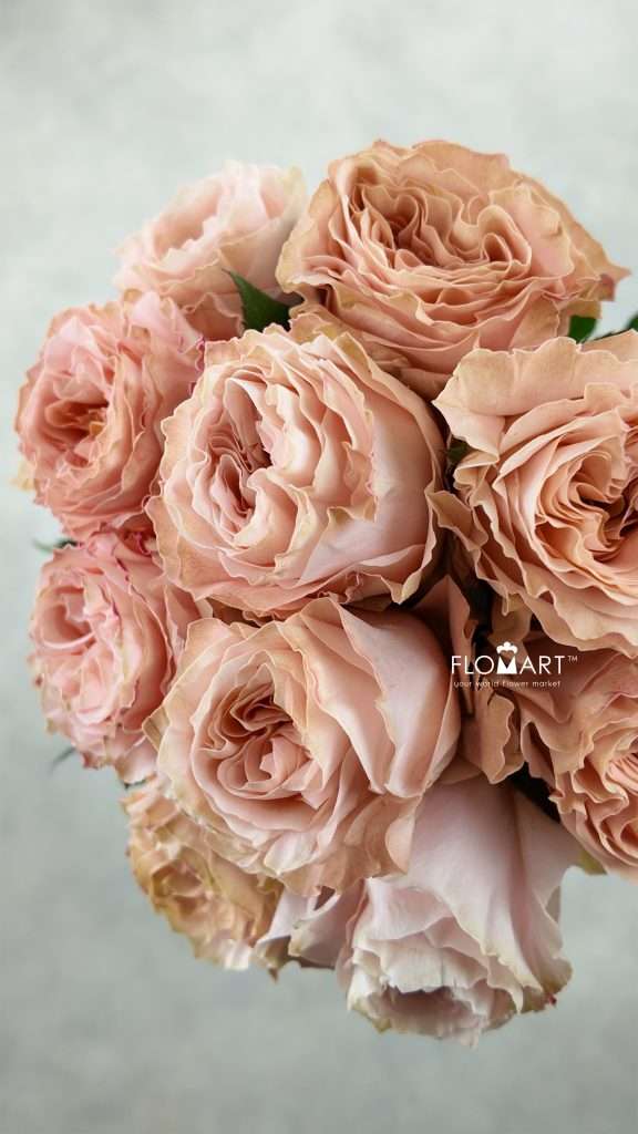 Rosa Garden Princess Crown