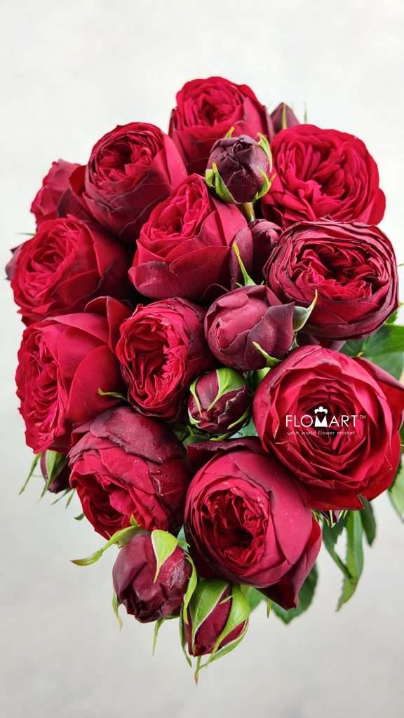 Rosa Garden Red Piano