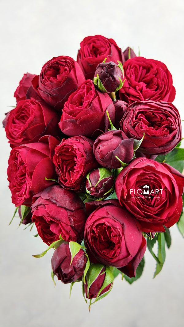 Rosa Garden Red Piano Rosa Garden Red Piano