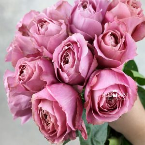 Rosa Garden Romantic Antike