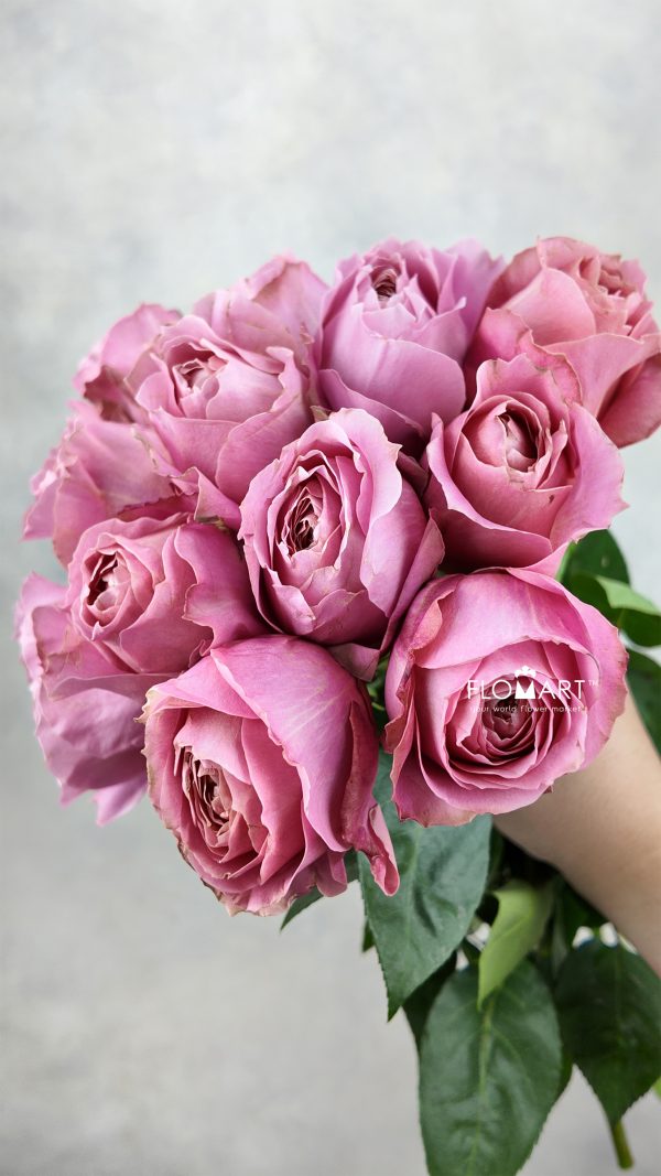 Rosa Garden Romantic Antike