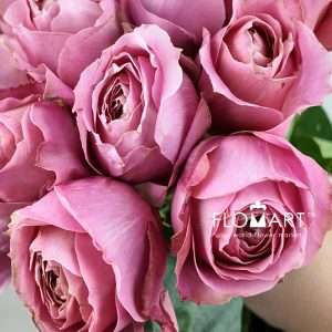 Rosa Garden Romantic Antike - Image 2