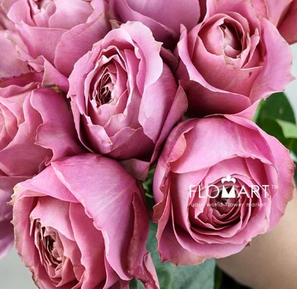 Rosa Garden Romantic Antike