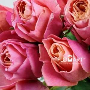 Rosa Garden Rosa Loves Me - Image 2