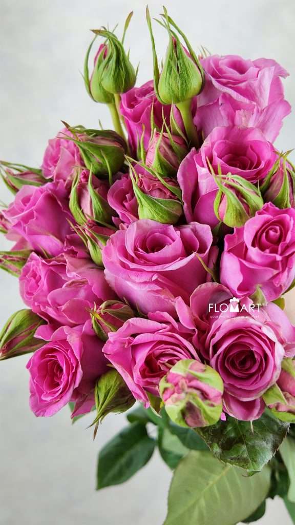 Rosa Garden Spray Amelily