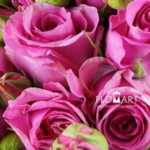 Rosa Garden Spray Amelily - Image 2