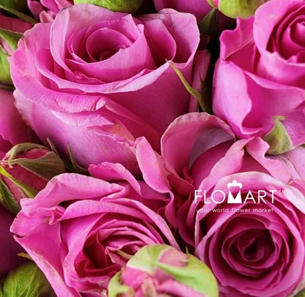 Rosa Garden Spray Amelily