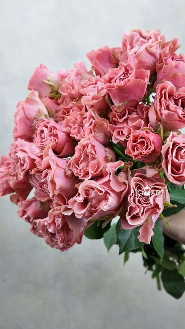 Rosa Garden Spray Valentina