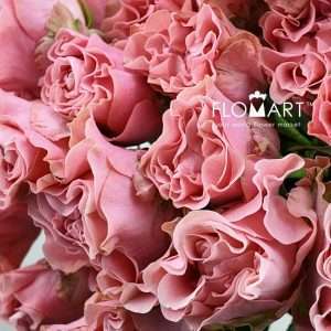 Rosa Garden Spray Valentina - Image 2