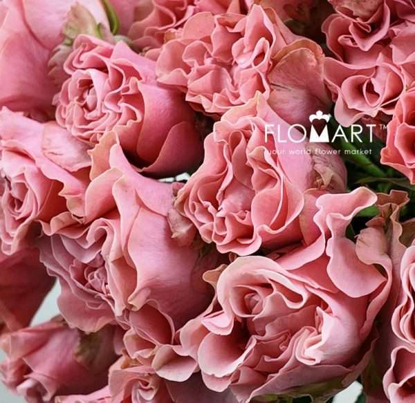 Rosa Garden Spray Valentina