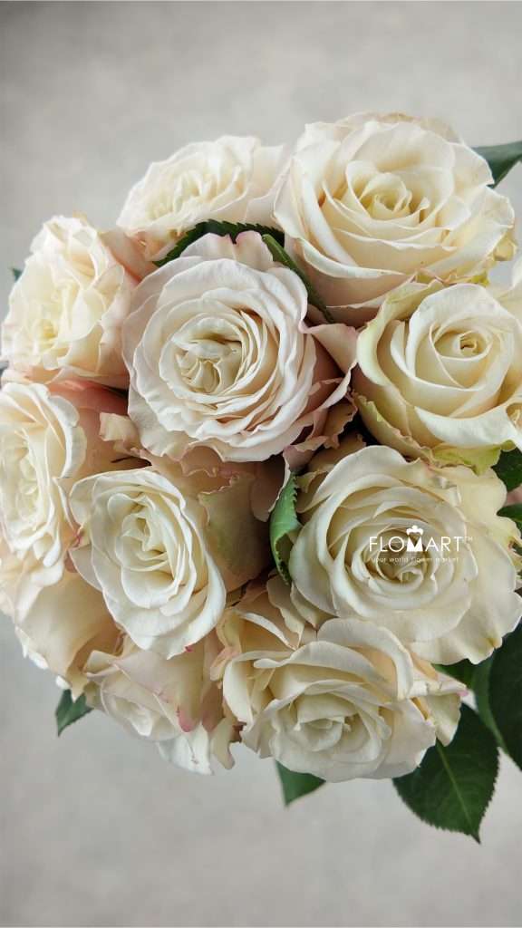 Rosa Garden White Ashley