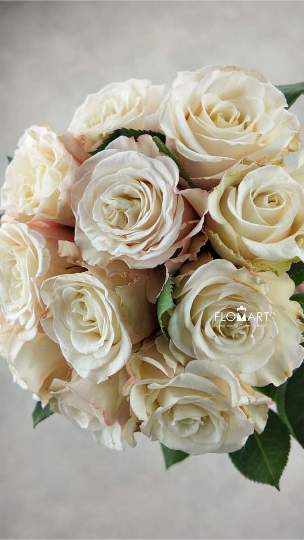 Rosa Garden White Ashley