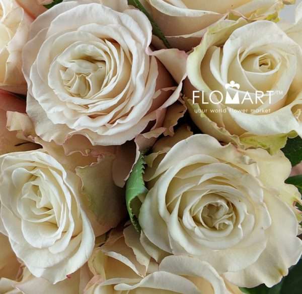 Rosa Garden White Ashley