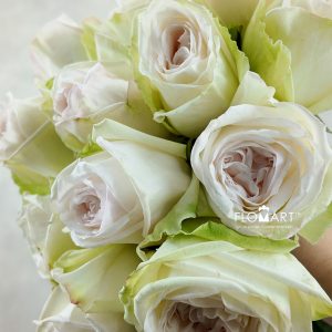 Rosa Garden White Ohara