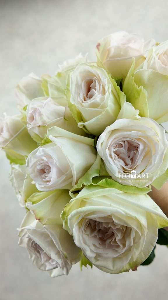 Rosa Garden White Ohara