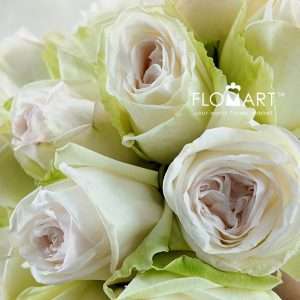 Rosa Garden White Ohara - Image 2