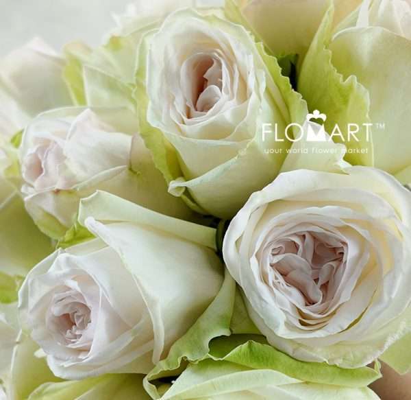 Rosa Garden White Ohara