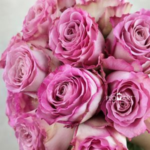 Rosa Ginette