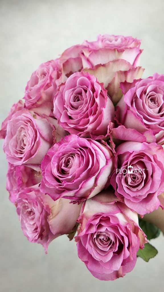 Rosa Ginette