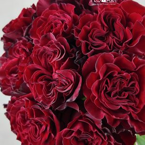 Rosa Heart