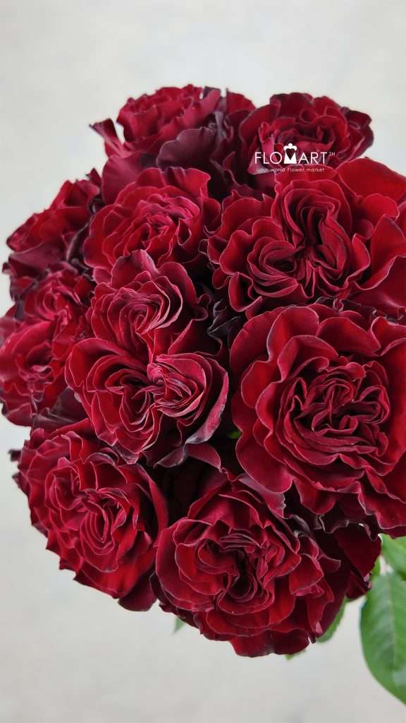 Rosa Heart