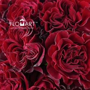 Rosa Heart - Image 2