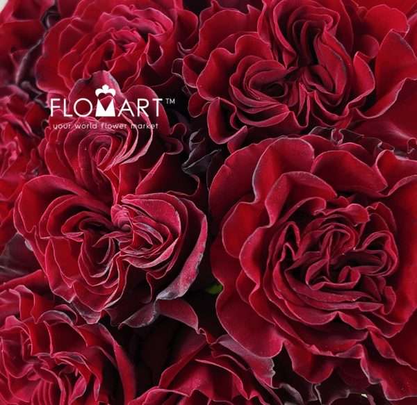 Rosa Heart