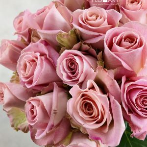 Rosa Hermosa