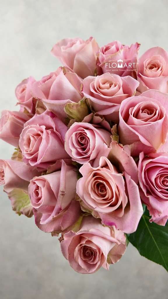 Rosa Hermosa