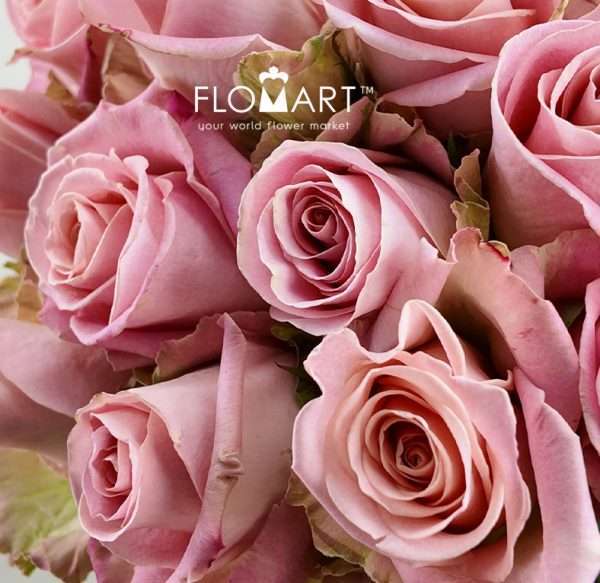 Rosa Hermosa