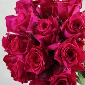 Rosa Hot Explorer