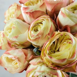 Rosa Karma