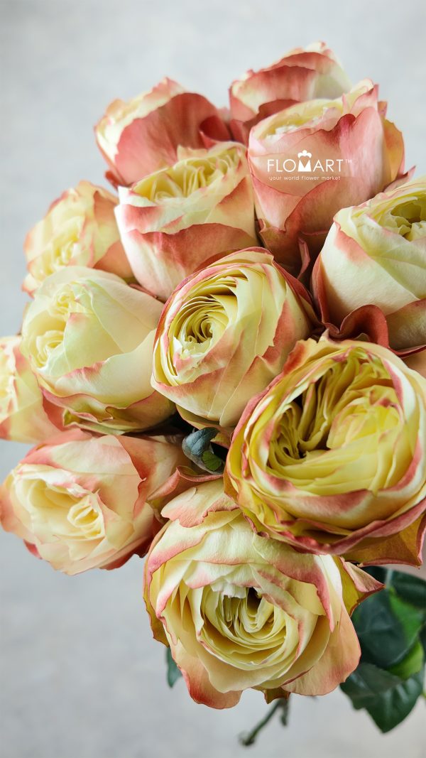 Rosa Karma