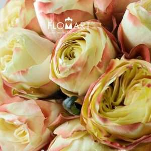 Rosa Karma - Image 2