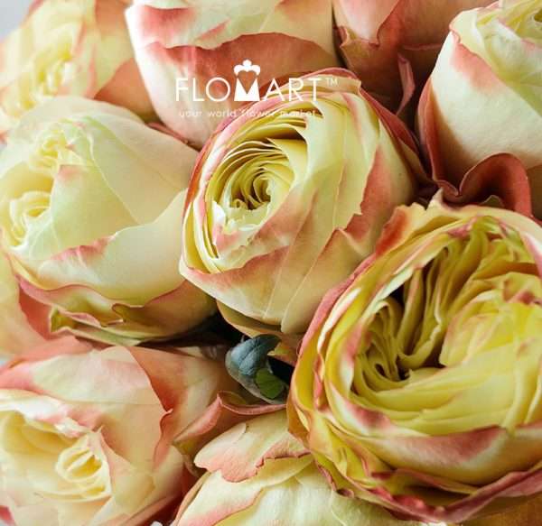Rosa Karma