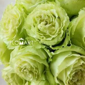 Rosa Limonade - Image 2