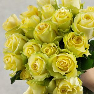 Rosa Minion Rose