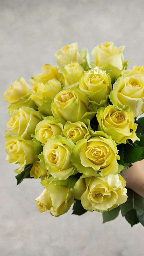 Rosa Minion Rose