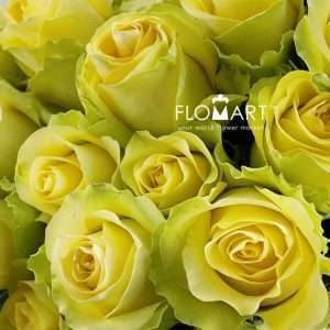 Rosa Minion Rose - Image 2