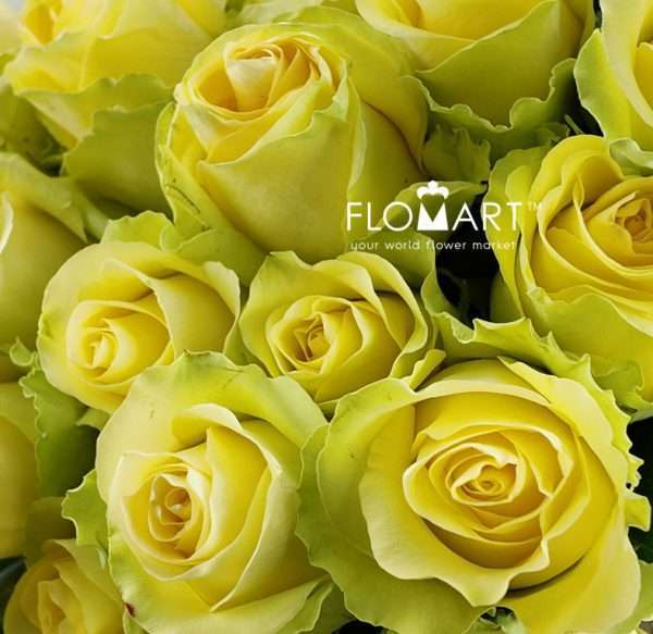 Rosa Minion Rose