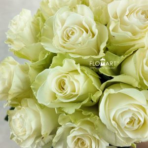 Rosa Mondial